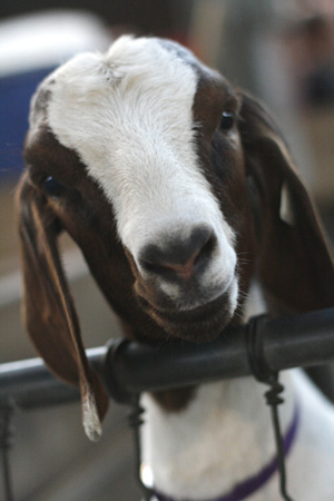 Photo A curious goat eyes passersby at the Minnesota State Fair