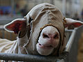 A sheep waits to be sheared