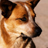 Are dogs learning ethics from humans?