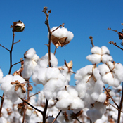 Cotton crop 
