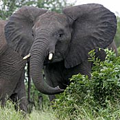 An elephant in Kruger Park, South Africa. 