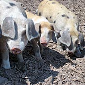 Clark Summit Farm raises several heritage breeds of pigs, including these Gloucester Old Spots. The pigs are fed organic feed, including whey from the nearby Cowgirl Creamery, an artisanal, organic cheese producer.     Pigs1.jpg