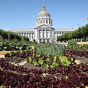Lettuce growing in S.F. City Hall 'victory garden 
