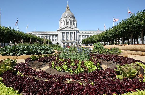 
                Rows of lettuce are seen at San Francisco City Hall. Slow Food Nation and City Slickers Farms in West Oakland planted a quarter-acre, edible "Victory Garden" in the Civic Center Plaza.
                                    (Justin Sullivan/Getty Images)
                                