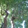 Squirrel's Nest