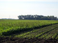 Weedy field