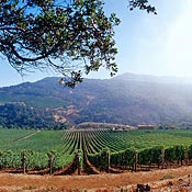 Colgin Cellars vineyard 