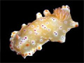 Name that slug