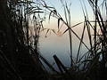 Misty duck hunt