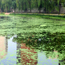 A river awash with algae