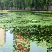 A river awash with algae 