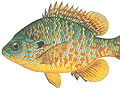 Pumpkinseed