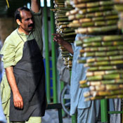 Pakistani sugarcane vendors wait for customers 