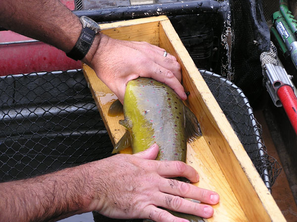 Trout Babies