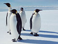 Penguins