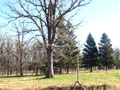 Larger view