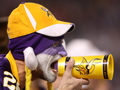Vikings fan