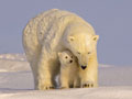 Polar bears