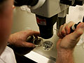 Human embryos