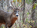 Whitetail buck