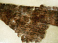 A piece of the scrolls on display in New York
