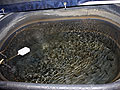 Pool of minnows