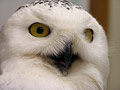 Owl eyes