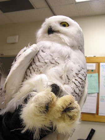 Owl Feet
