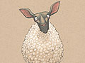 Scared sheepless