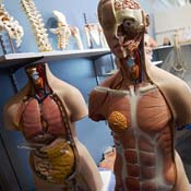 Mannequins display the human body 