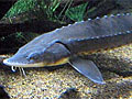 Lake sturgeon