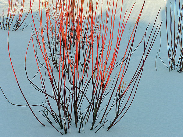Red+twig+dogwood+shrubs