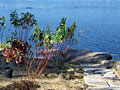 Shoreline restoration