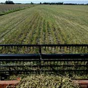 Harvesting a soybean field 