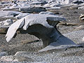 Wind-swept seat