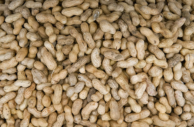 peanut corporation of america peanut corporation of america