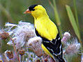 American goldfinch