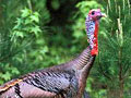 Wild turkey