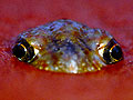 Larger view