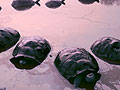 Tortoises