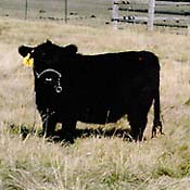 A lowline Angus miniature cow 