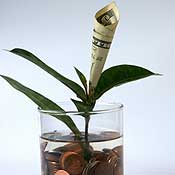 A money plant 