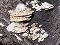 Larger view