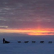 The Iditarod dog-sled race 