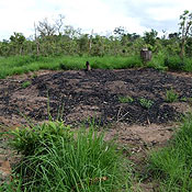 A black spot in the ground of a Tanzanian forest 