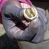 A tree seed that can be used to make biodiesel 