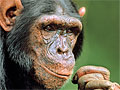 Chimpanzee