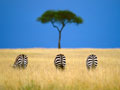 Zebras