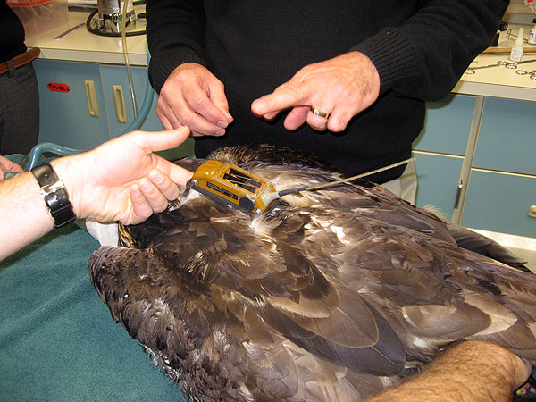 golden eagle bird. Golden eagles