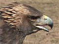 Golden eagle